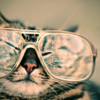 猫と眼鏡