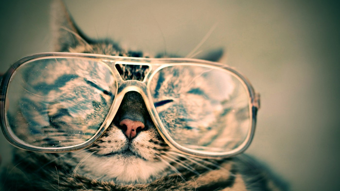 猫と眼鏡